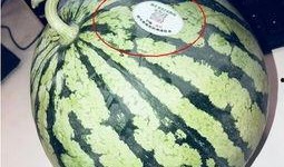 每日吃瓜网红,揭秘娱乐圈幕后故事